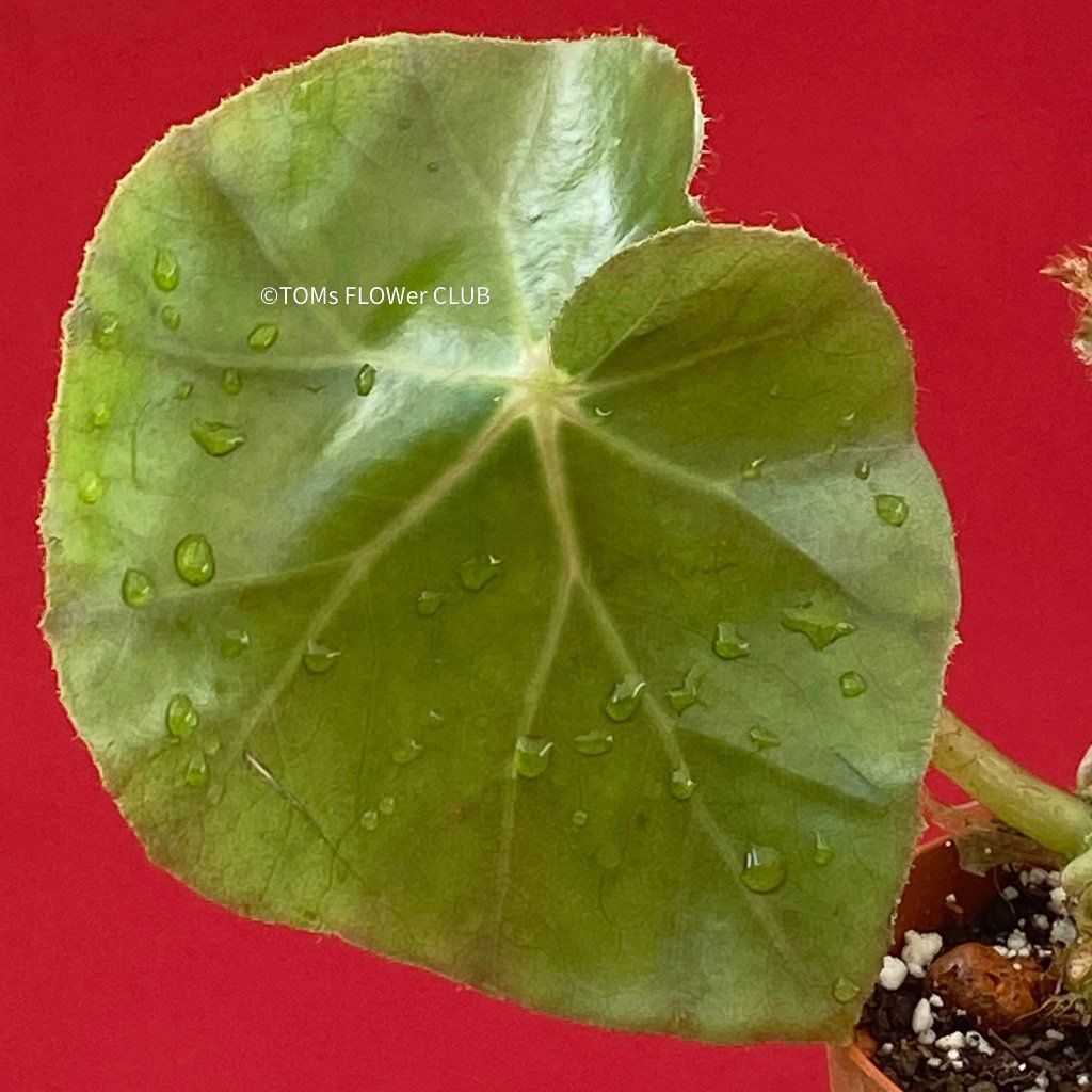 Piante & sementi: Begonia Erythrophylla - Beefsteak Begonia – Nuovo e nell'imballaggio originale da Adliswil venduto da astom369 5