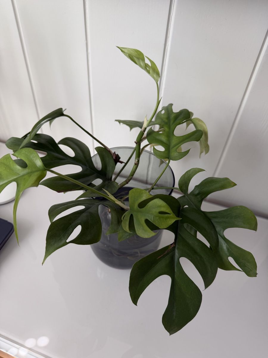 Piante & sementi: Monstera Ableger – Usato da Gunten venduto da starfish3 2