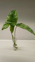 Syngonium 'Mottled Mojito' – Fresh Unrooted Cutting