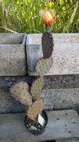 1 Kaktus Opuntia Kälte resistent, Blüte gelb-rot