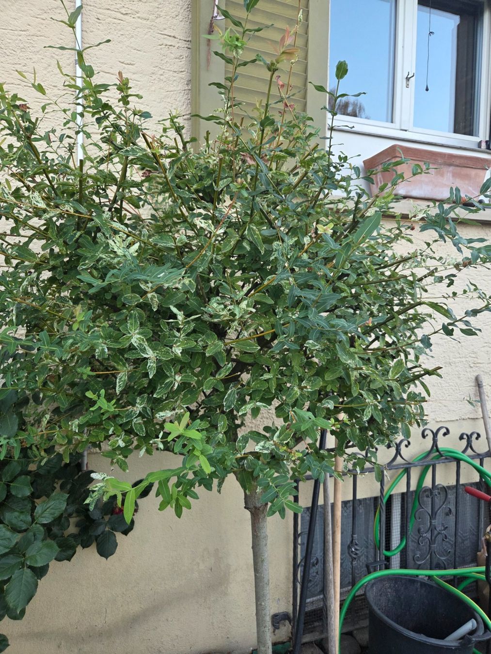 Piante & sementi: Salix-Bäumchen gross – Usato da Höri venduto da fab_w7p5 1