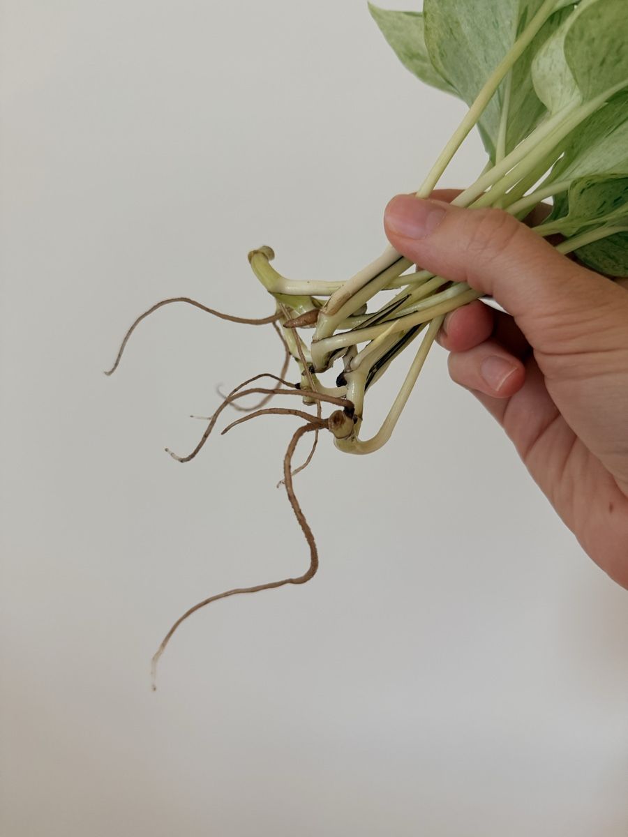 Pflanzen & Samen: Pothos Marble Queen cuttings  – Neu (gemäss Beschreibung) aus Zürich von gom_zxb8 2