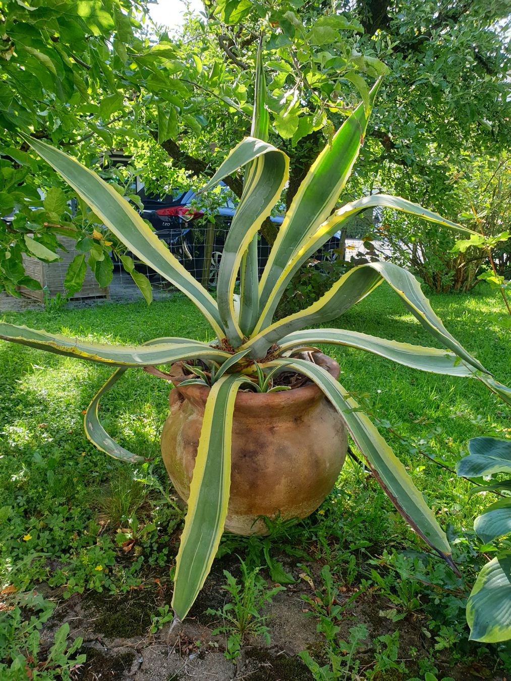 Piante & sementi: Grosse Agave (2) – Usato da Tuggen venduto da Mviola2