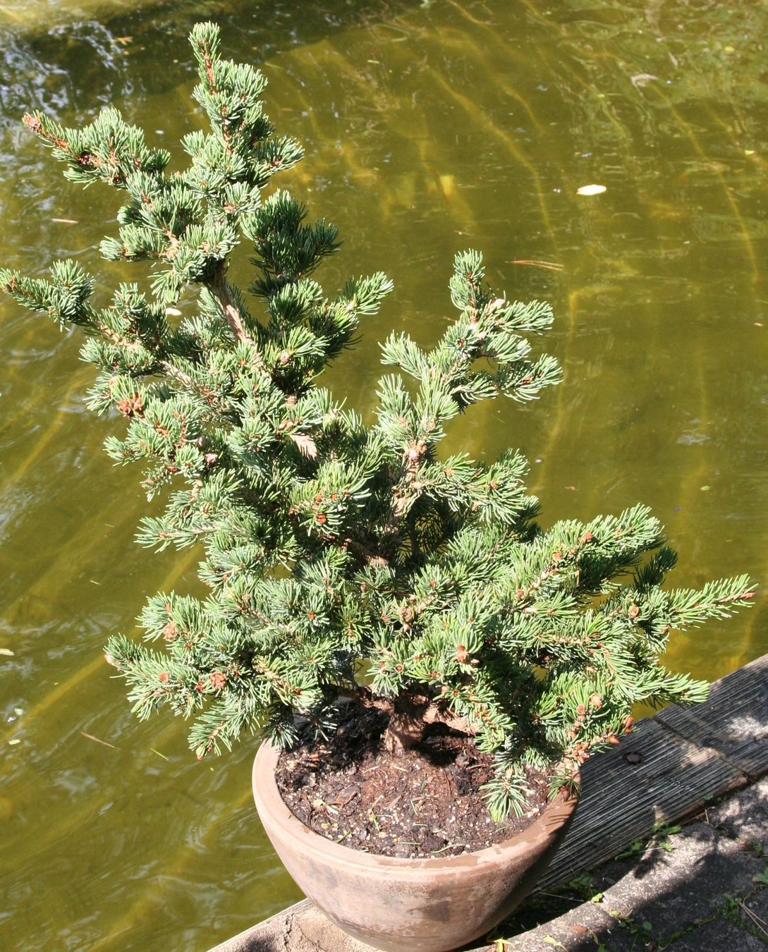 Piante & sementi: BONSAI  -  Zapfen-Fichte – Usato da Gretzenbach venduto da Sikim