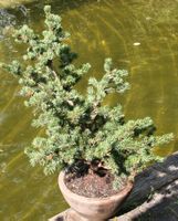 BONSAI  -  Zapfen-Fichte