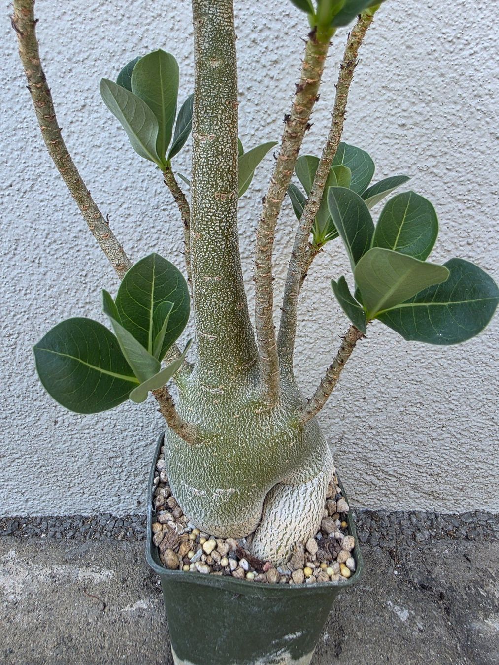 Piante & sementi: Adenium arabicum "Black Hawk" / Wüstenrose Sämling – Usato da Thalheim venduto da silvara01 5