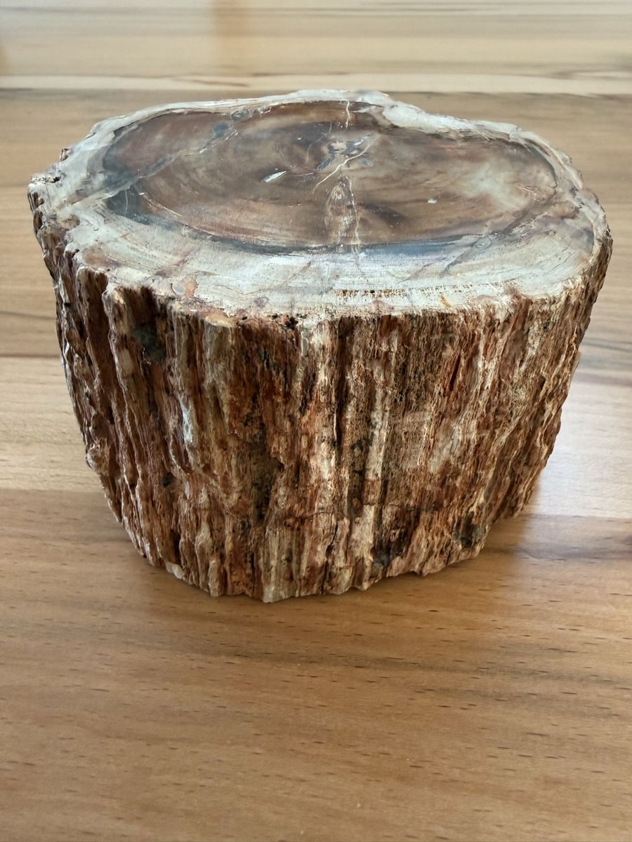 Fossili: Versteinertes Holz – Usato da Grenchen venduto da Bastet007