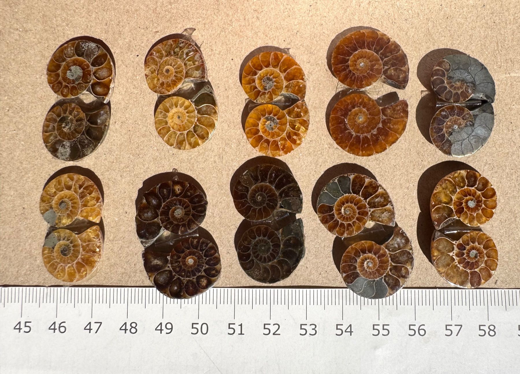 Fossilien: Ammoniten   - 10 Paar klein!, top poliert - lässige Sammlung – Neu und originalverpackt aus Leuggern von gemshow