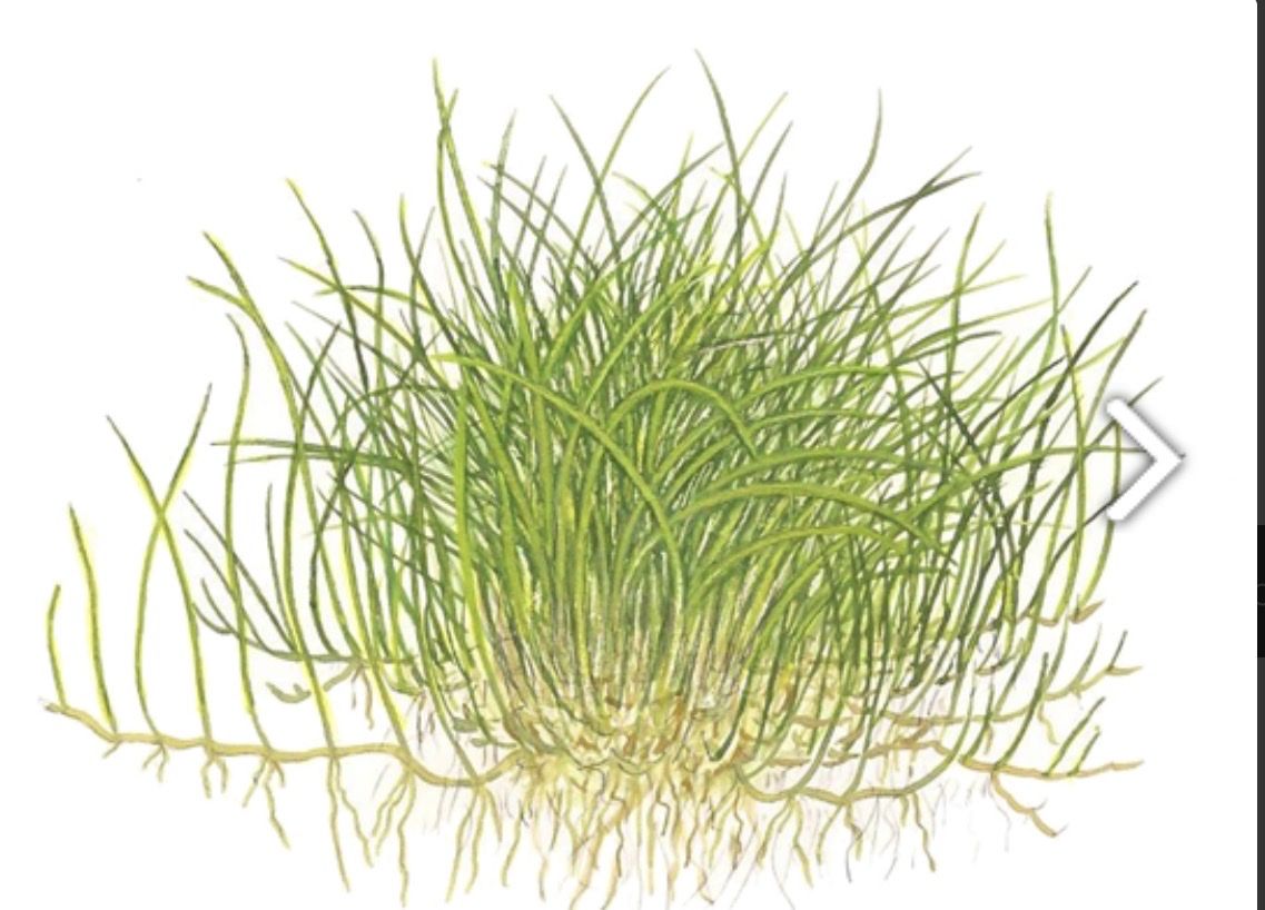 Plantes & graines: Aquariumpflanze InVitro Eleocharis pusilla/acicularis 'Mini' – Neuf avec emballage d'origine à Dulliken par miggu40 2