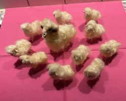 Lot à 10 ältere, kleine Schafe + 1 grosses weisses Schaf