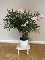 Schöner, buschiger Oleander – ca. 9O cm mit hellrosa Blüten