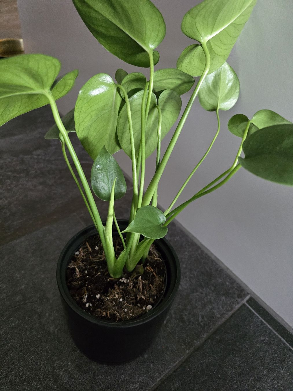 Piante & sementi: Zimmerpflanze Fensterblatt Monstera – Usato da Balterswil venduto da kth_pvl2 2