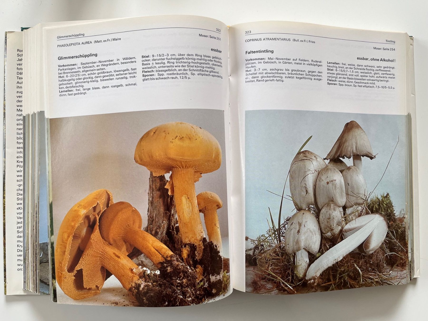 Libri: 700 Pilze in Farbfotos – Usato da Laufen venduto da Nuria44 4