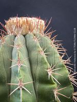 Melocactus Violaceus - für Liebhaber und Kakteen-Sammler!