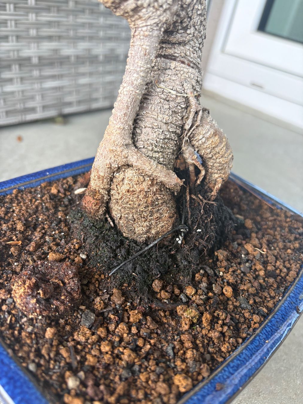 Pflanzen & Samen: Ficus-Bonsai – Gebraucht aus Dussnang von Hakuna_matata7 4