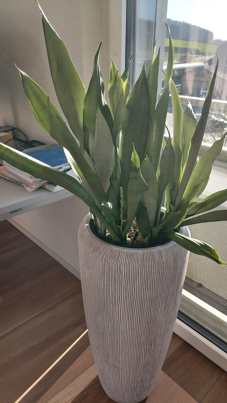 Piante & sementi: Sanseveria "Moonshine" / Sammlersorte Bogenhanf Ableger – Nuovo (secondo la descrizione) da Thalheim venduto da silvara01 5