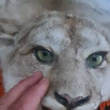Profile image of Keller2011