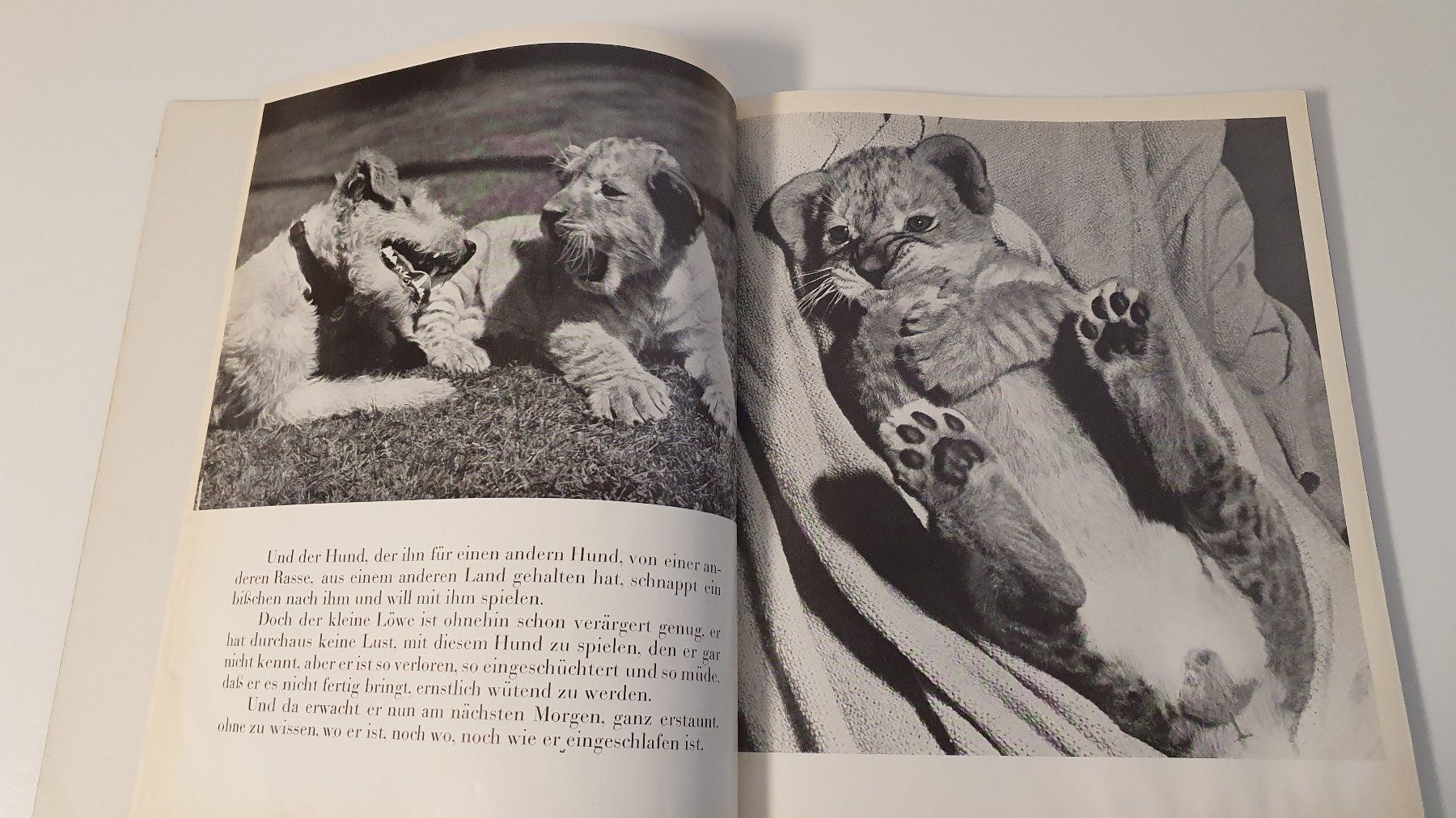 Bücher: Der kleine Löwe. Bilder von Ylla. – Gebraucht aus Dietlikon von Justus4 1