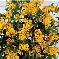TAGÈTES LUCIDA SWEET MACE (odeur d'estragon) 30g