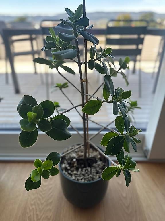 Plantes & graines: Plantes vertes & pots – D'occasion à Meilen par mar_6gyz