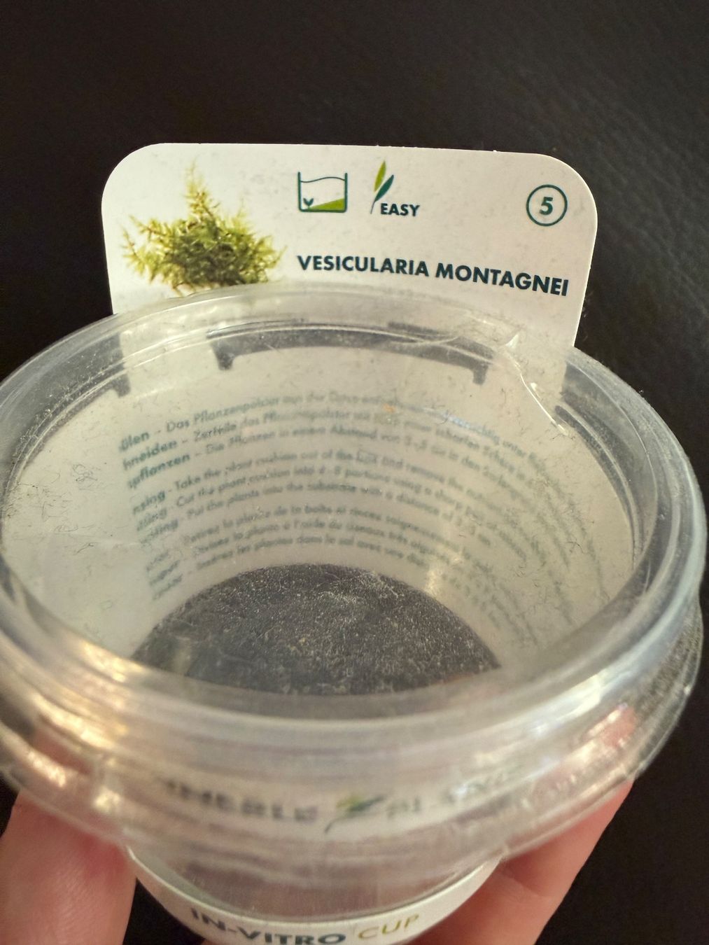 Libri: Moos VESICULARIA MONTAGNEI – Usato da Winkel venduto da gatta 2