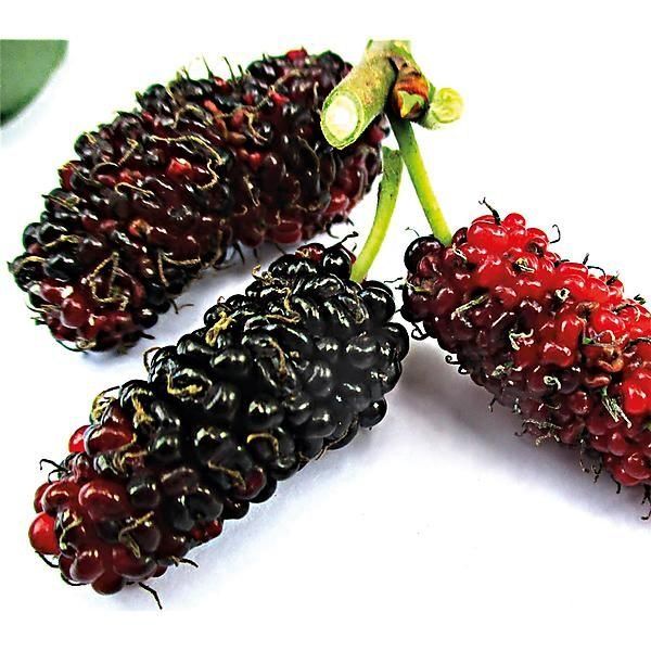 Piante & sementi: MÛRIER BLANC ALBA GIANT FRUIT  30cm – Nuovo (secondo la descrizione) da Bremblens venduto da FIBONACCI369 1