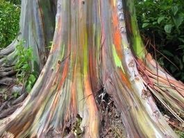 EUCALYPTUS ARC-EN-CIEL !   100g
