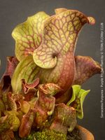 Sarracenia Purpurea - faszinierende winterharte Karnivore