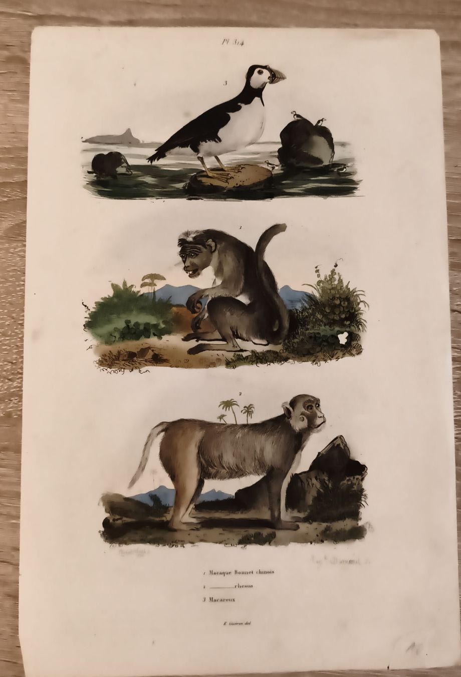 Gravures: Gravure ancienne oiseaux singes – D'occasion à Prilly par jor_x27s
