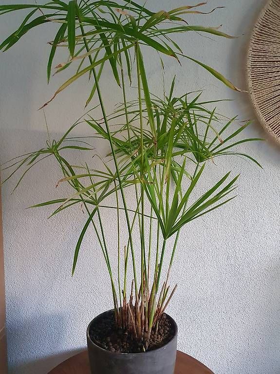 Pflanzen & Samen: Papyrus  – Gebraucht aus Olten von stritten 1