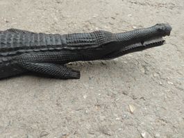 Krokodil aus Ebenholz