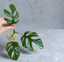 Monstera minima Kopfsteckling😍 (kräftig bewurzelt)