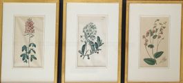 Kupferstiche von Blumen, numeriert und gerahmt, 3er Set