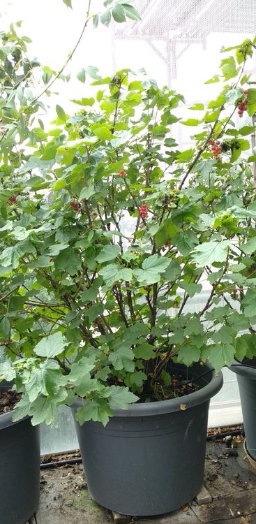Johannisbeere im Topf für Balkon, Terrasse, Garten Kaufen auf Ricardo