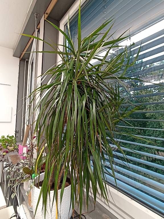 Pflanzen & Samen: Baum im Topf – Gebraucht aus Bern von ali_x5lx 1