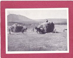 Heuernte 1942