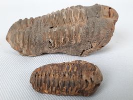 Fossile Trilobiten