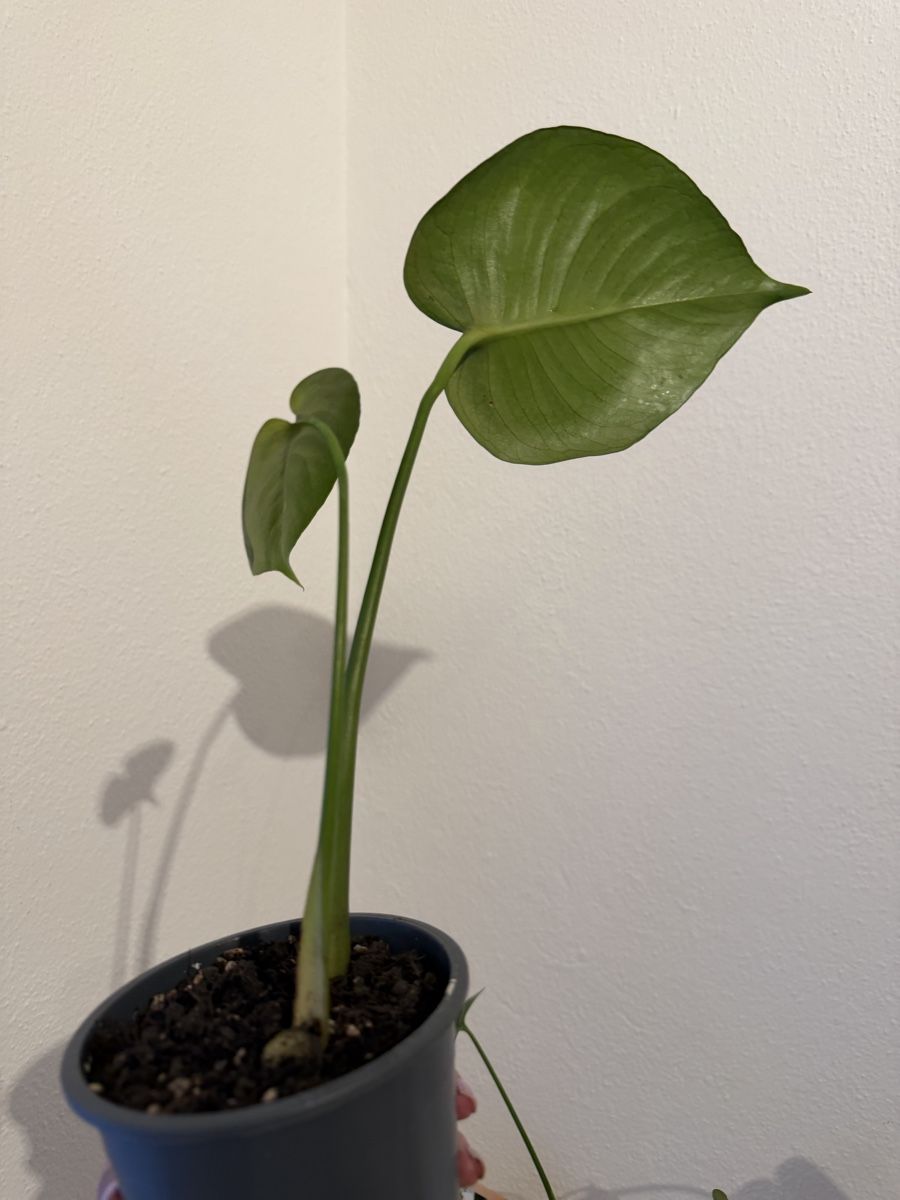 Piante & sementi: Kleine Monstera deliciosa – Nuovo e nell'imballaggio originale da Wikon venduto da alessiadacosta7 3
