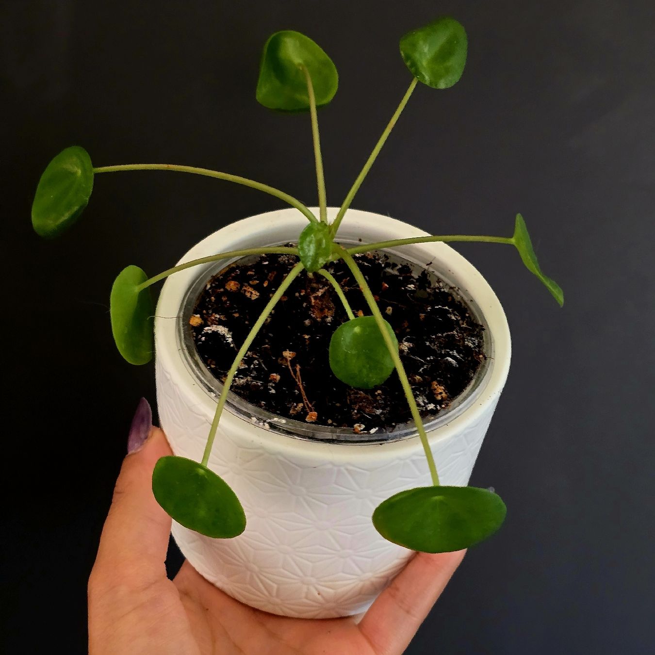 Piante & sementi: 🪴 Pilea peperomioides  – Nuovo (secondo la descrizione) da Misery venduto da oas_khk5