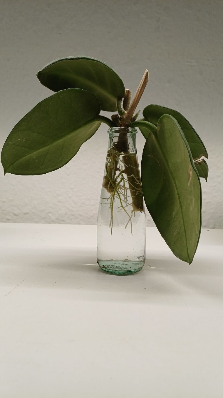 Piante & sementi: Hoya Calycina Stargazer – Usato da Bern venduto da uwi_8t7x 1