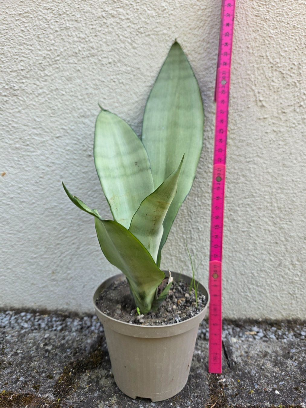 Piante & sementi: Sanseveria "Moonshine" / Sammlersorte Bogenhanf Ableger – Nuovo (secondo la descrizione) da Thalheim venduto da silvara01