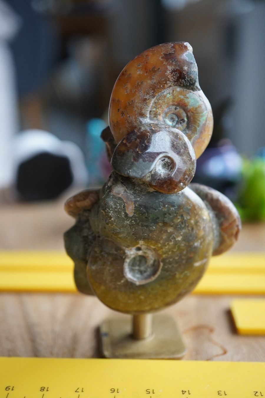 Fossili: Ammonit Cluster Figur   10cm  x 5cm – Nuovo e nell'imballaggio originale da Eschenbach SG venduto da topstone 1