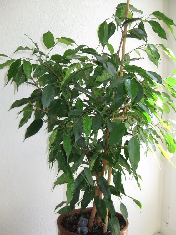 Zimmerpflanze, Ficus Benjamini | Kaufen Auf Ricardo