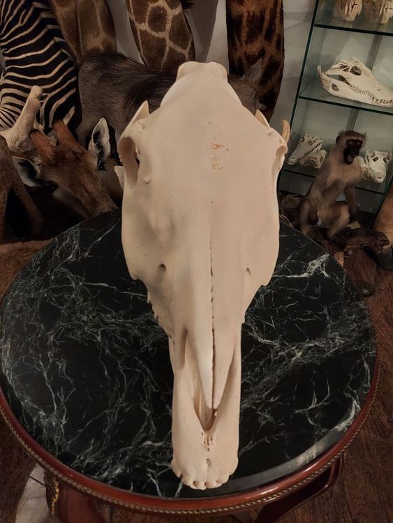 Produktbild von 1/2/3/5/10 Stück Präparatoren Echte Tiere Totenköpfe Echte Knochen