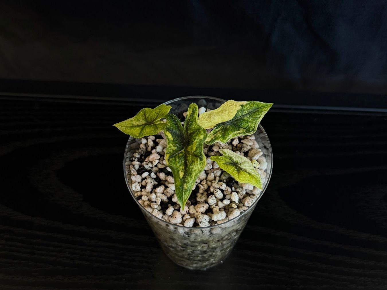 Piante & sementi: Alocasia Jacklyn Aurea nr.2 – Nuovo (secondo la descrizione) da Gränichen venduto da Botanic_by_Junglia