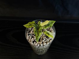 Alocasia Jacklyn Aurea nr.2