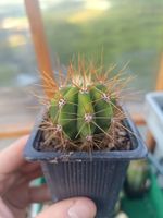 Trichocereus terschekii SAN PEDRO