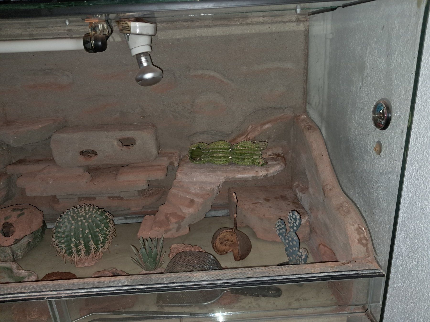 Terrario: Terrarium – Usato da Alchenstorf venduto da Res80 1