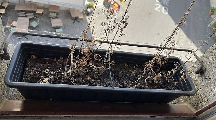 Vasi per fiori: Blumentöpfe für den Balkon – Nuovo (secondo la descrizione) da Brugg AG venduto da ben_7byv 2