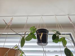 Hoya Carnosa Pflanze mittel (2 Stecklinge mit Wurzeln)